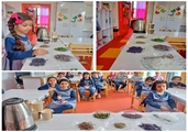 دوستی با گیاهان جادویی